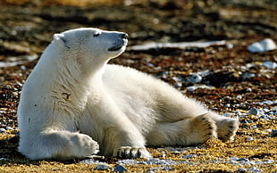tilt shift lens photography of polar bear